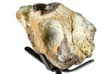 Fossil Mosasaur Jaw Section with Metal Stand - Texas #377880-3